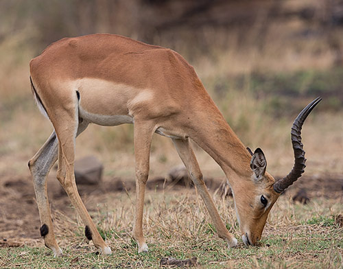 Impala male grazing
